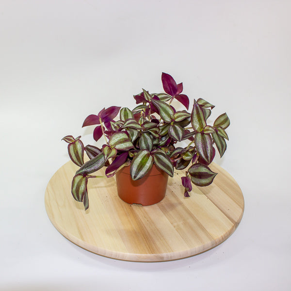 Tradescantia zebrina Violet Hill 12cm H17cm