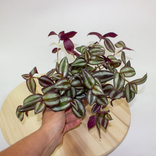 Tradescantia zebrina Violet Hill 12cm H17cm