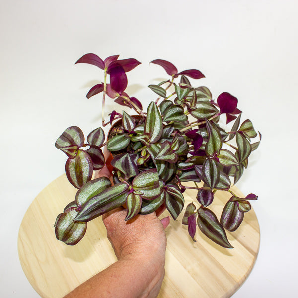 Tradescantia zebrina Violet Hill 12cm H17cm