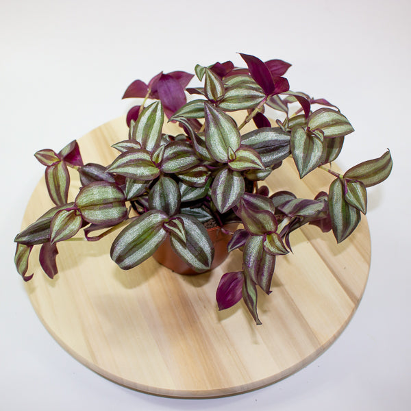 Tradescantia zebrina Violet Hill 12cm H17cm