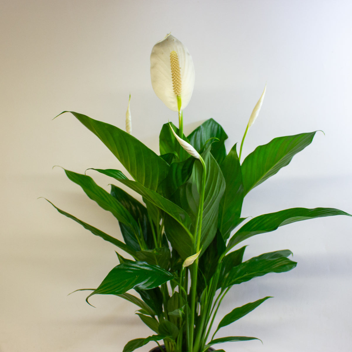 Spathiphyllum Bingo Cupido 17cm H60cm