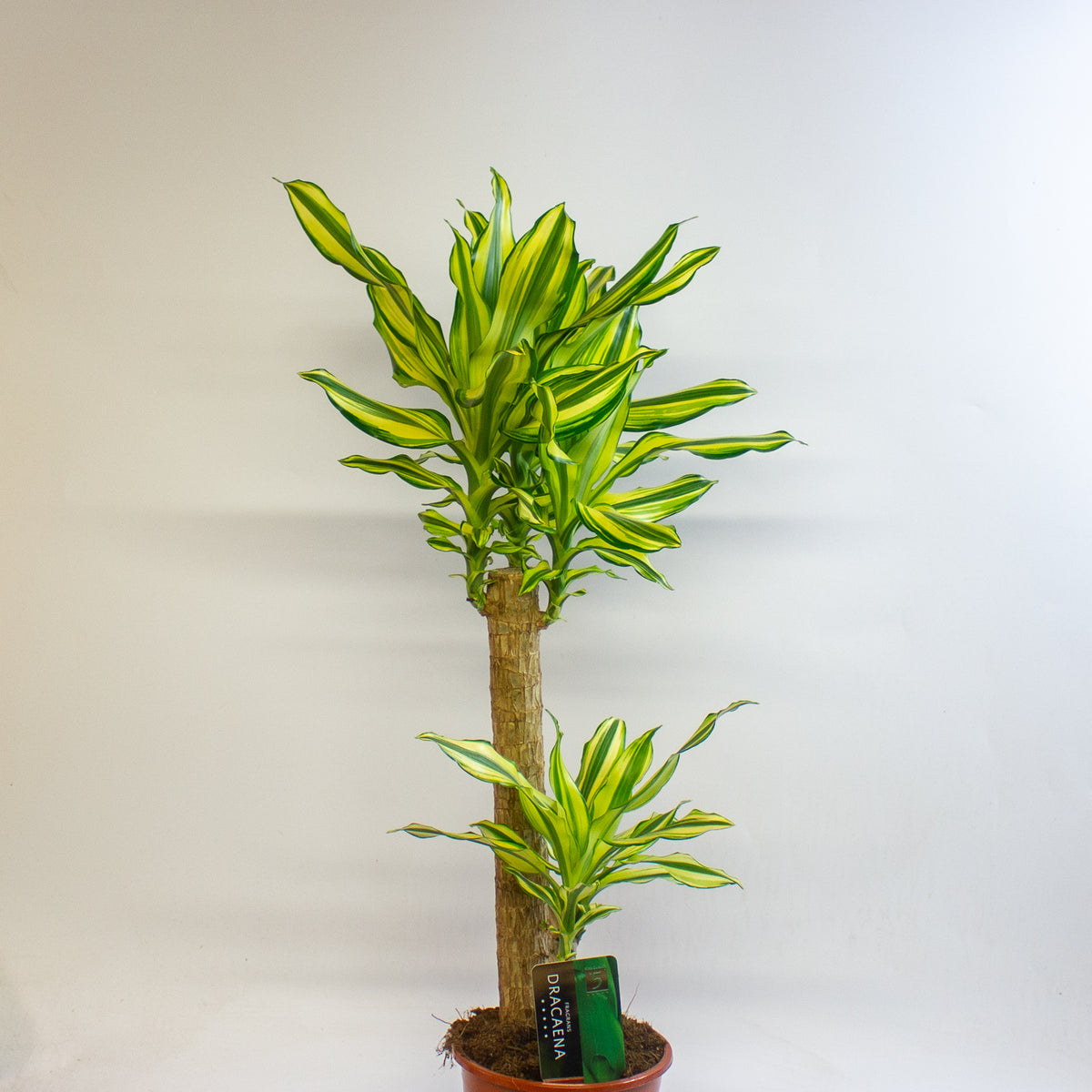 Dracaena Lemon and Lime 17cm H60cm