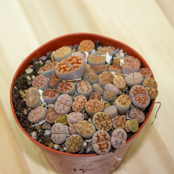 Lithops karasmontana bicolor 8.5cm H10cm