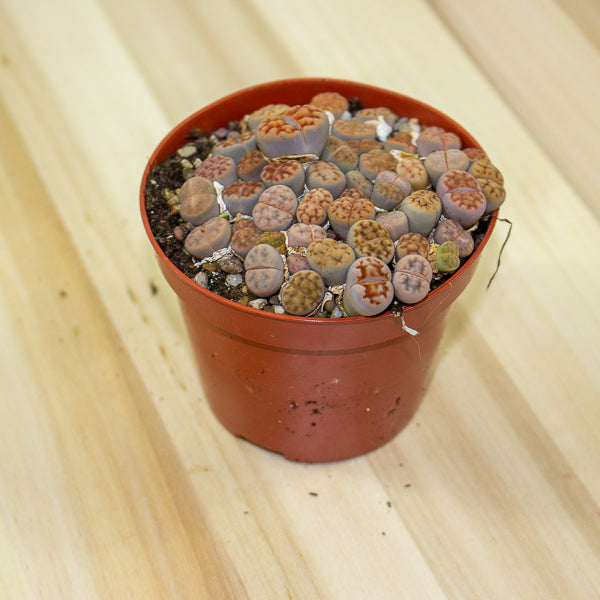 Lithops karasmontana bicolor 8.5cm H10cm