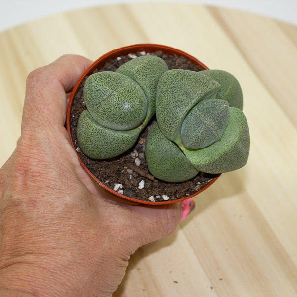 Pleiospilos nelii 8.5cm H10.5cm