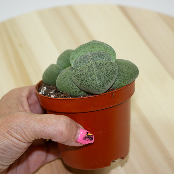 Pleiospilos nelii 8.5cm H10.5cm
