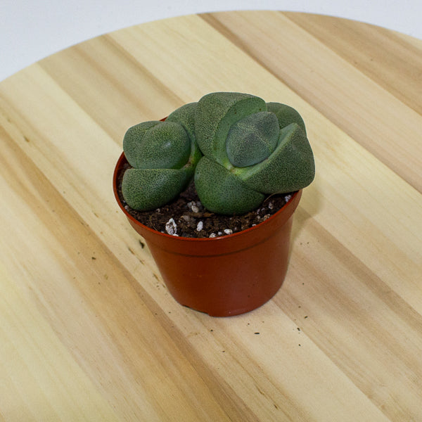 Pleiospilos nelii 8.5cm H10.5cm