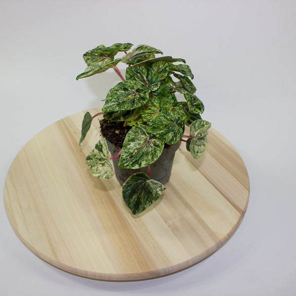 Peperomia caperata Buenos Aires 12cm H25cm