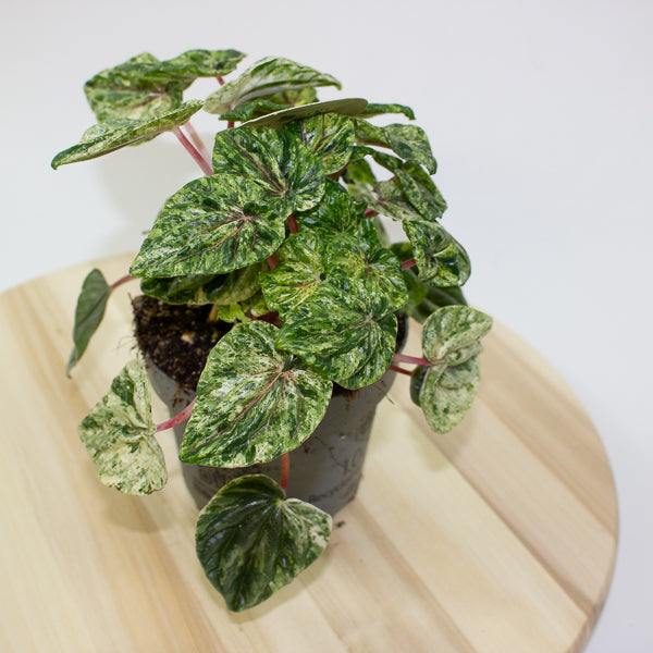 Peperomia caperata Buenos Aires 12cm H25cm