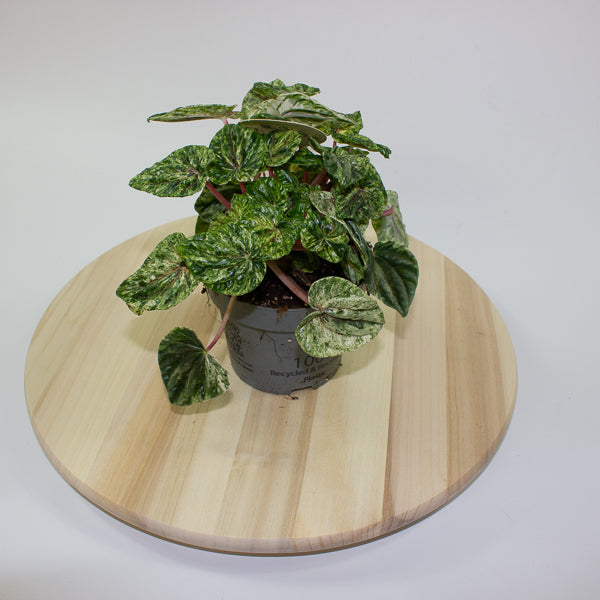 Peperomia caperata Buenos Aires 12cm H25cm