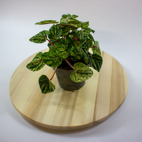 Peperomia caperata Buenos Aires 12cm H25cm