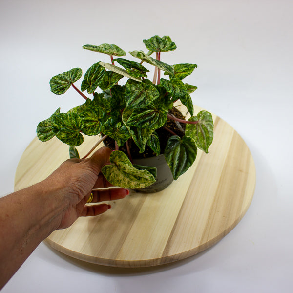 Peperomia caperata Buenos Aires 12cm H25cm