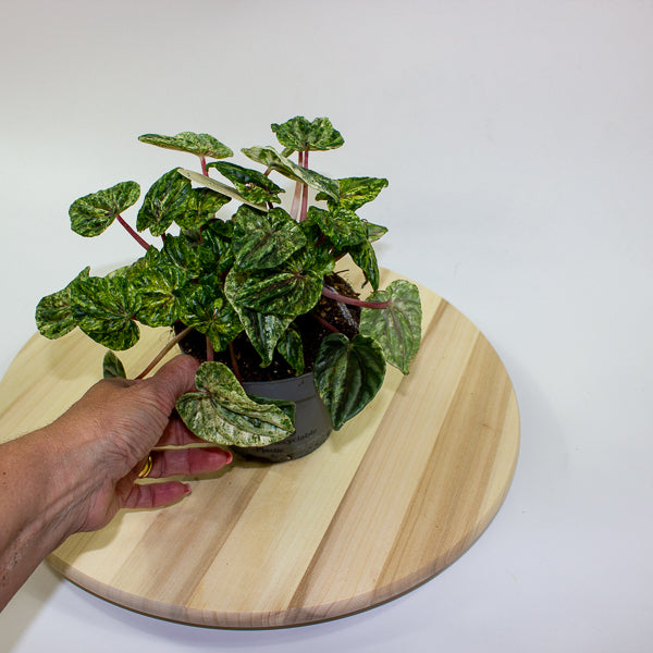 Peperomia caperata Buenos Aires 12cm H25cm