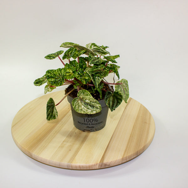 Peperomia caperata Buenos Aires 12cm H25cm
