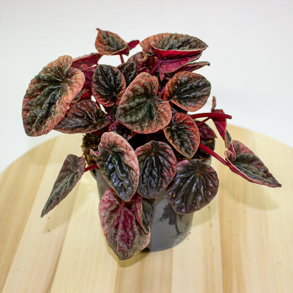 Peperomia caperata ABRICOS 12cm H25cm