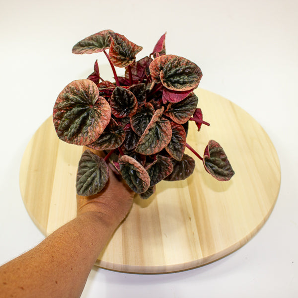 Peperomia caperata ABRICOS 12cm H25cm