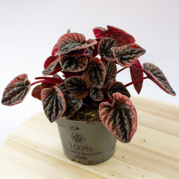 Peperomia caperata ABRICOS 12cm H25cm