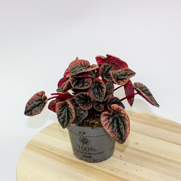 Peperomia caperata ABRICOS 12cm H25cm