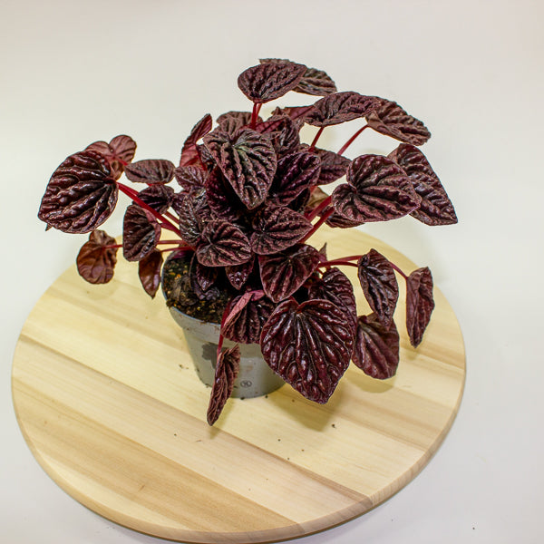 Peperomia caperata Red Luna 12cm H25cm