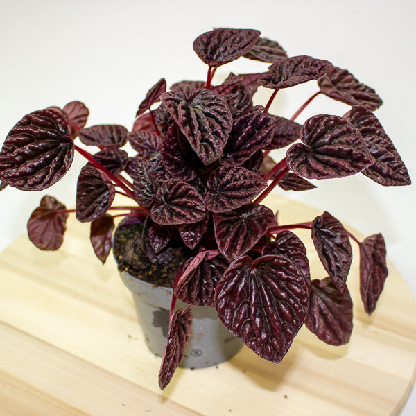 Peperomia caperata Red Luna 12cm H25cm