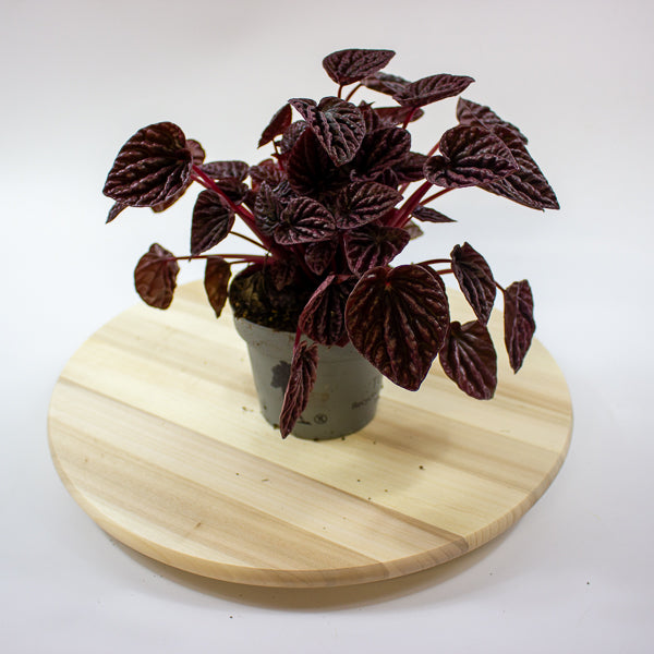 Peperomia caperata Red Luna 12cm H25cm