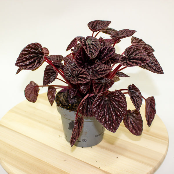 Peperomia caperata Red Luna 12cm H25cm