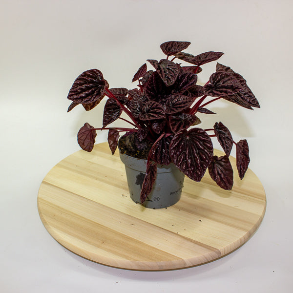 Peperomia caperata Red Luna 12cm H25cm