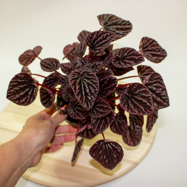 Peperomia caperata Red Luna 12cm H25cm