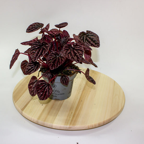 Peperomia caperata Red Luna 12cm H25cm