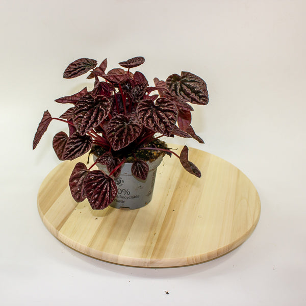 Peperomia caperata Red Luna 12cm H25cm