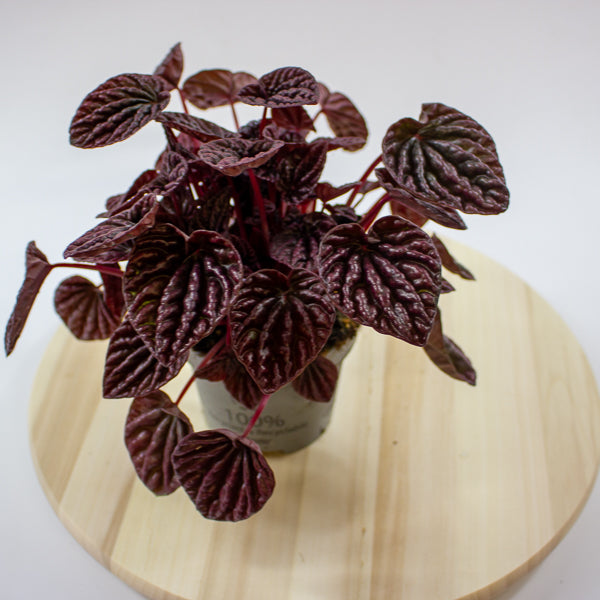 Peperomia caperata Red Luna 12cm H25cm