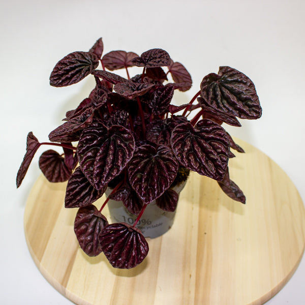 Peperomia caperata Red Luna 12cm H25cm