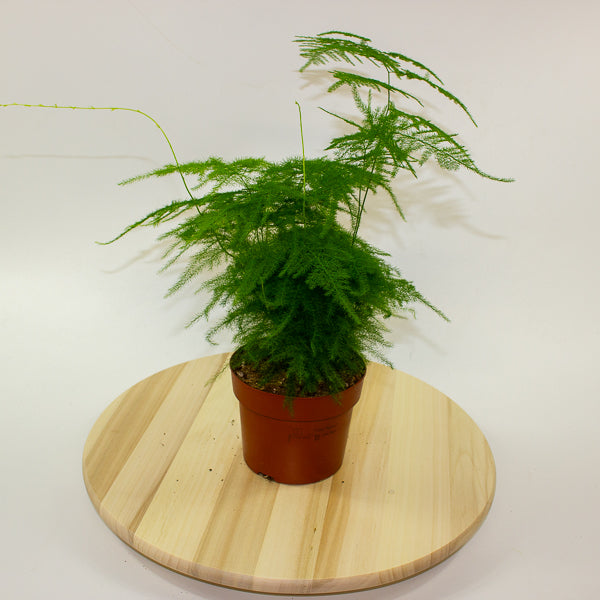 Asparagus setaceus 12cm H30cm
