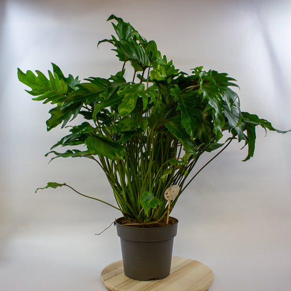 Philodendron xanadu 21cm H70cm