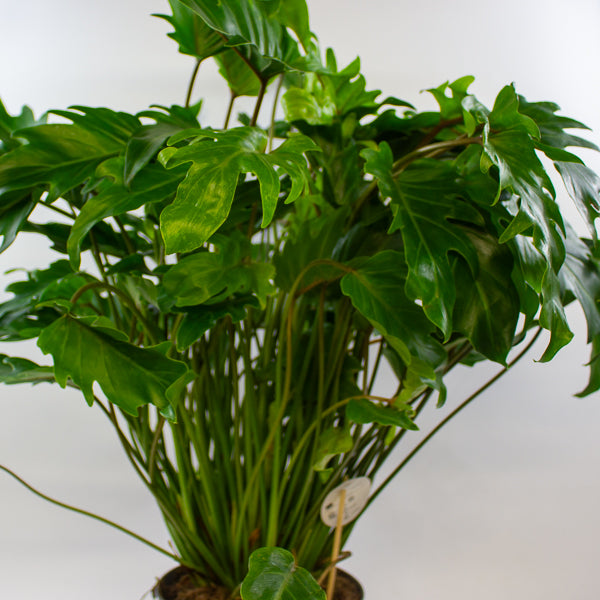 Philodendron xanadu 21cm H70cm