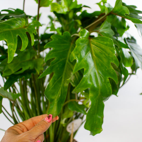 Philodendron xanadu 21cm H70cm
