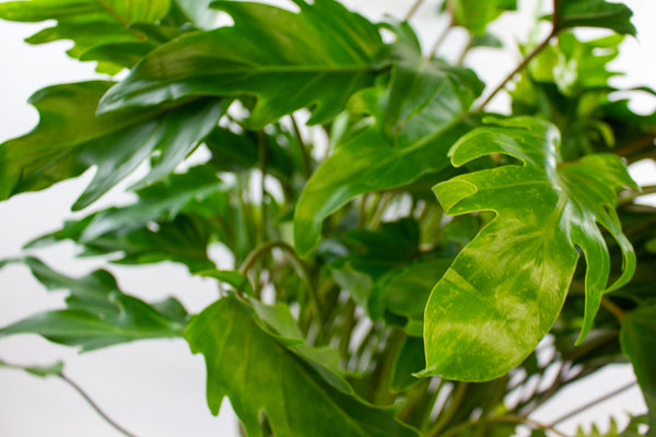 Philodendron xanadu 21cm H70cm