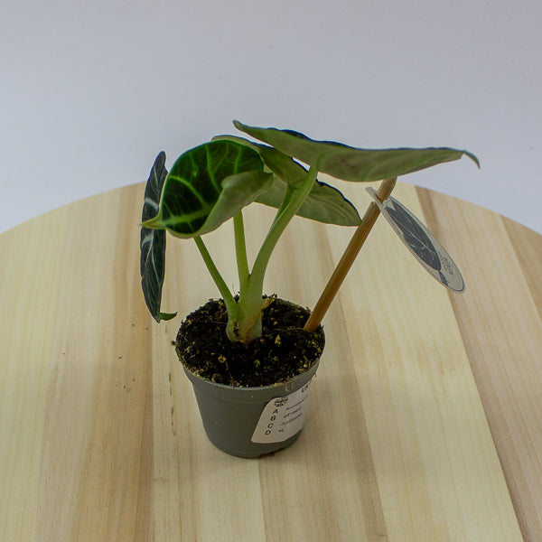 Alocasia Ninja 6cm H10cm