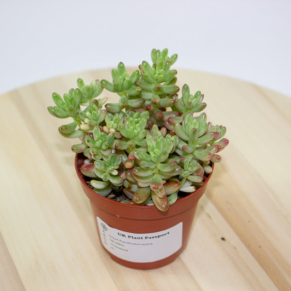 Sedum Rubrotinctum aurora 8.5cm H12cm