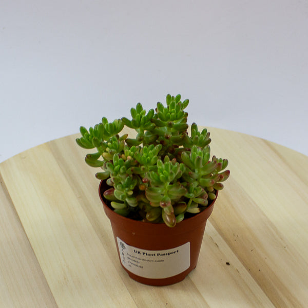 Sedum Rubrotinctum aurora 8.5cm H12cm