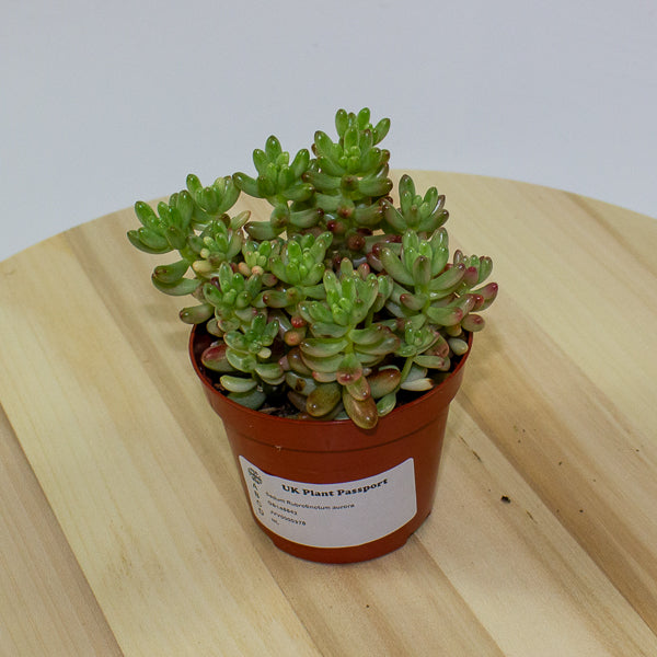 Sedum Rubrotinctum aurora 8.5cm H12cm