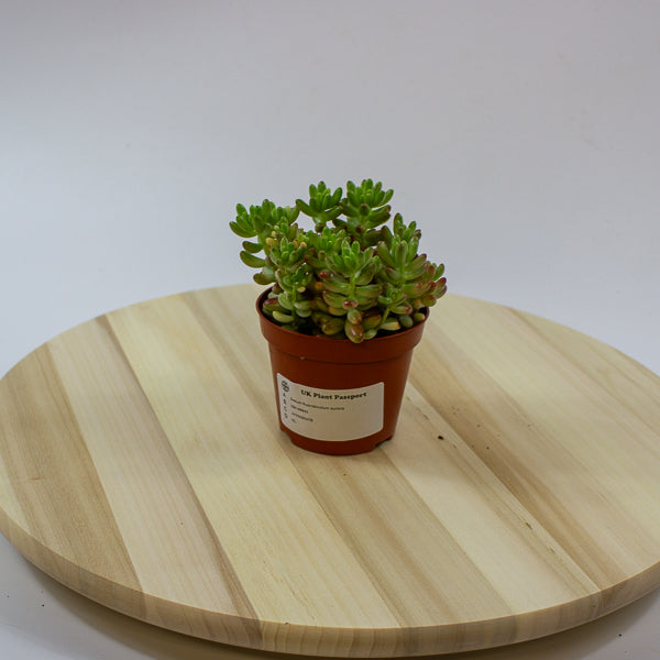 Sedum Rubrotinctum aurora 8.5cm H12cm
