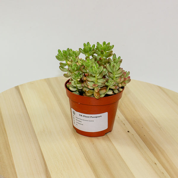 Sedum Rubrotinctum aurora 8.5cm H12cm