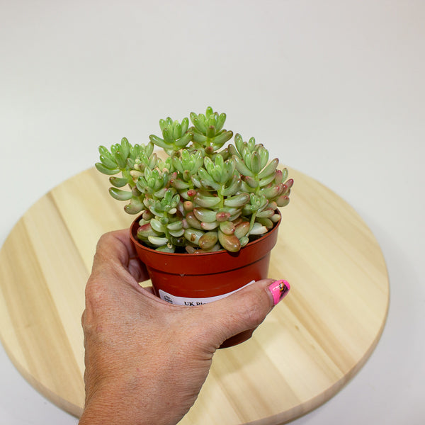 Sedum Rubrotinctum aurora 8.5cm H12cm