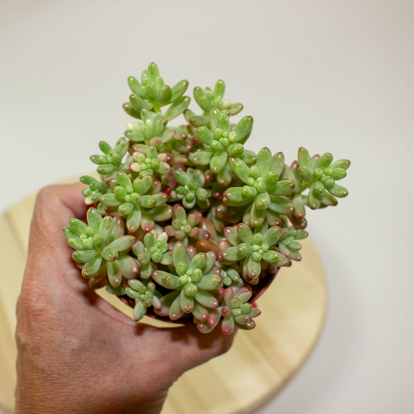 Sedum Rubrotinctum aurora 8.5cm H12cm