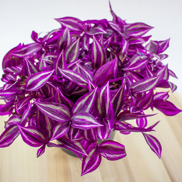 Tradescantia fluminensis Pink Paradise 14cm H20cm
