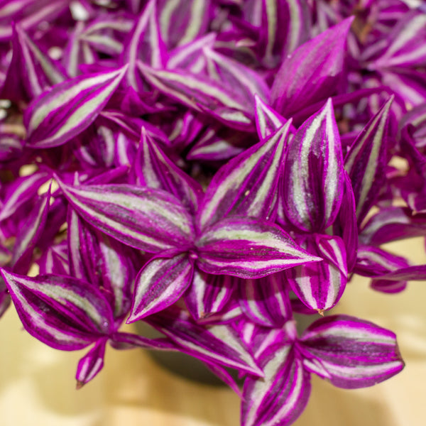 Tradescantia fluminensis Pink Paradise 14cm H20cm