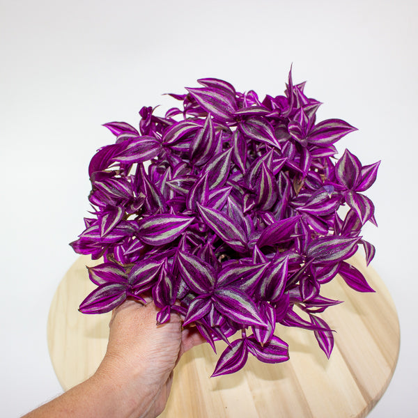 Tradescantia fluminensis Pink Paradise 14cm H20cm