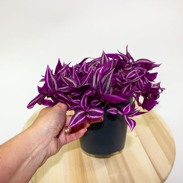 Tradescantia fluminensis Pink Paradise 14cm H20cm