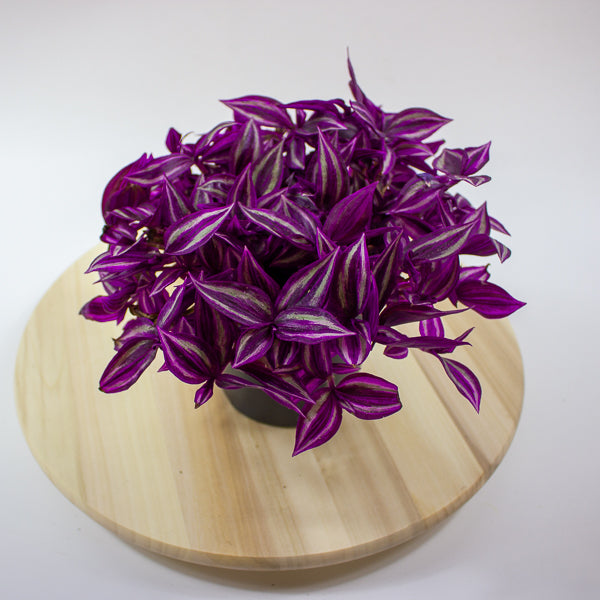 Tradescantia fluminensis Pink Paradise 14cm H20cm